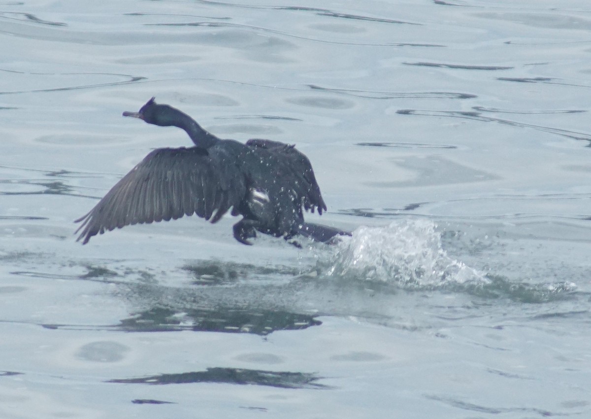 Cormorán Pelágico - ML620670132