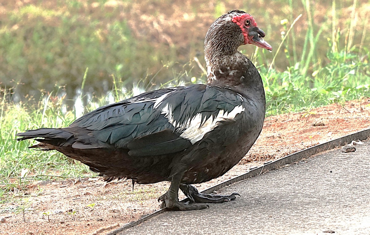 Canard musqué (forme domestique) - ML620670141