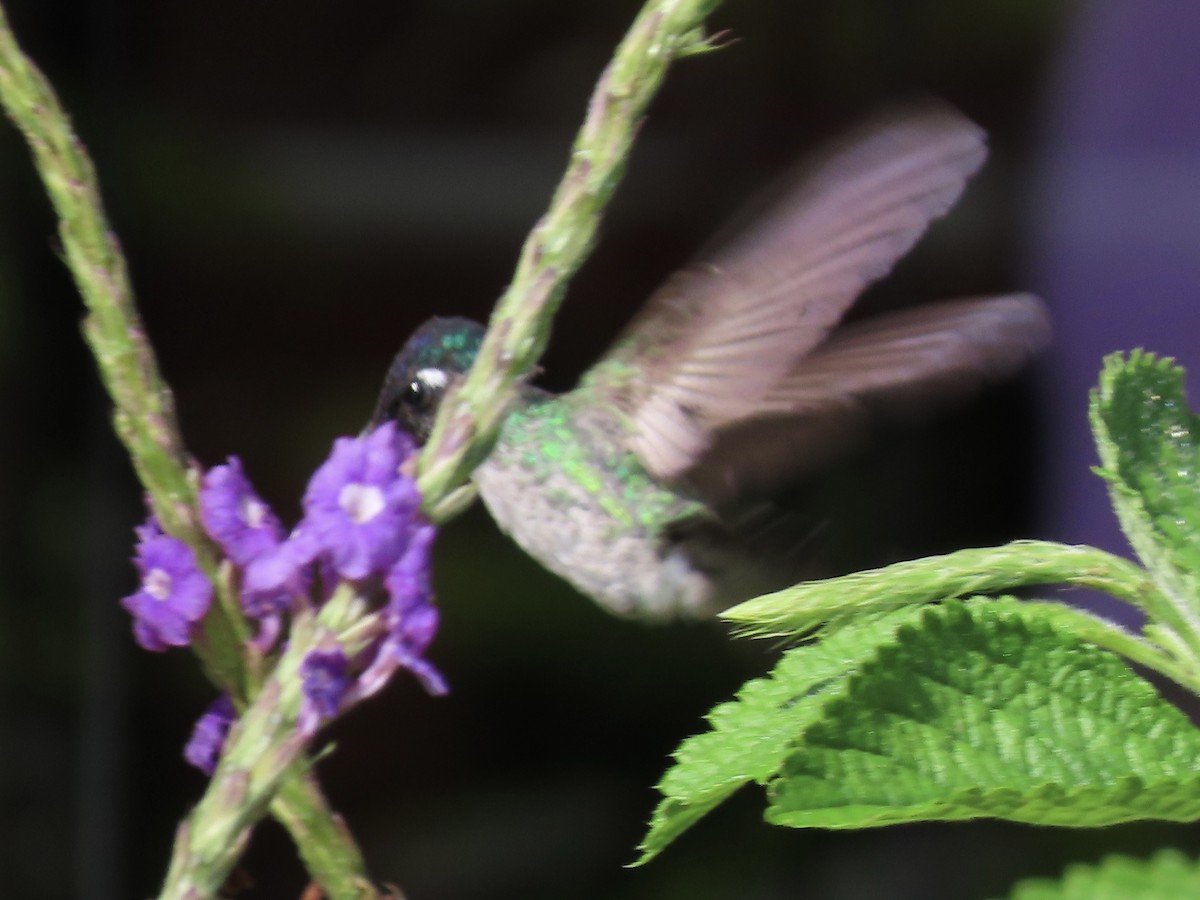 Colibri à tête violette - ML620670142