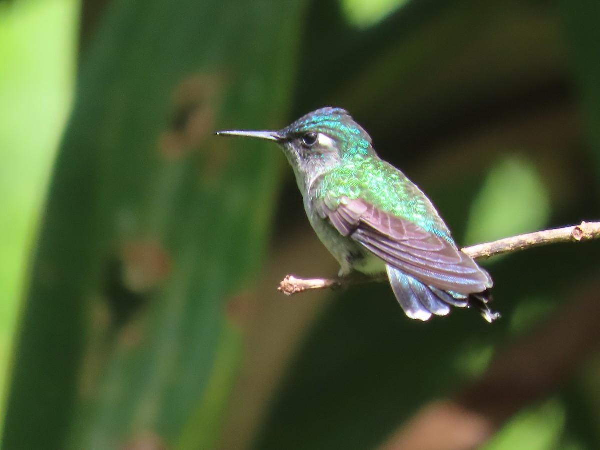 Violet-headed Hummingbird - ML620670143