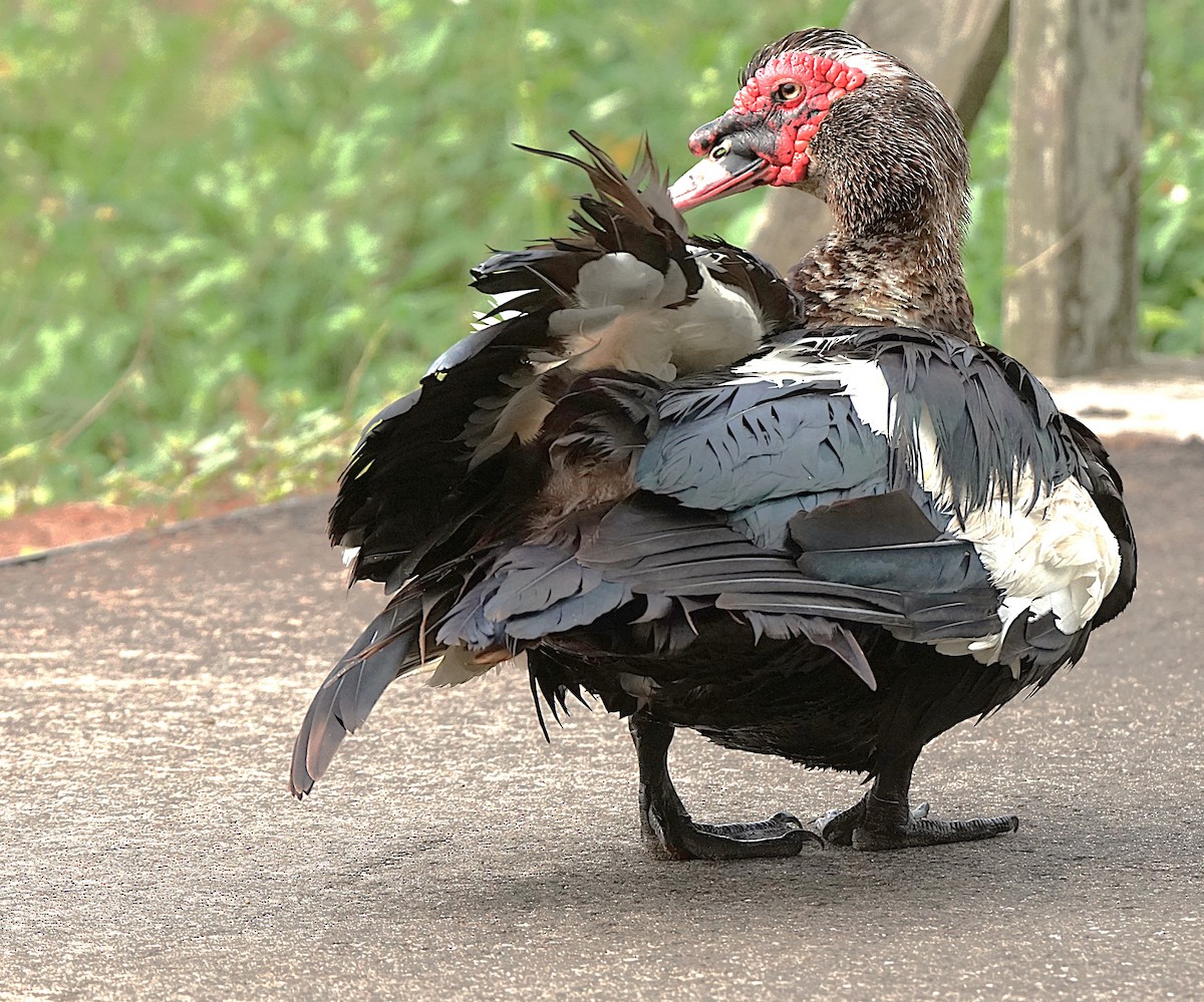 Muscovy Duck (Domestic type) - ML620670144