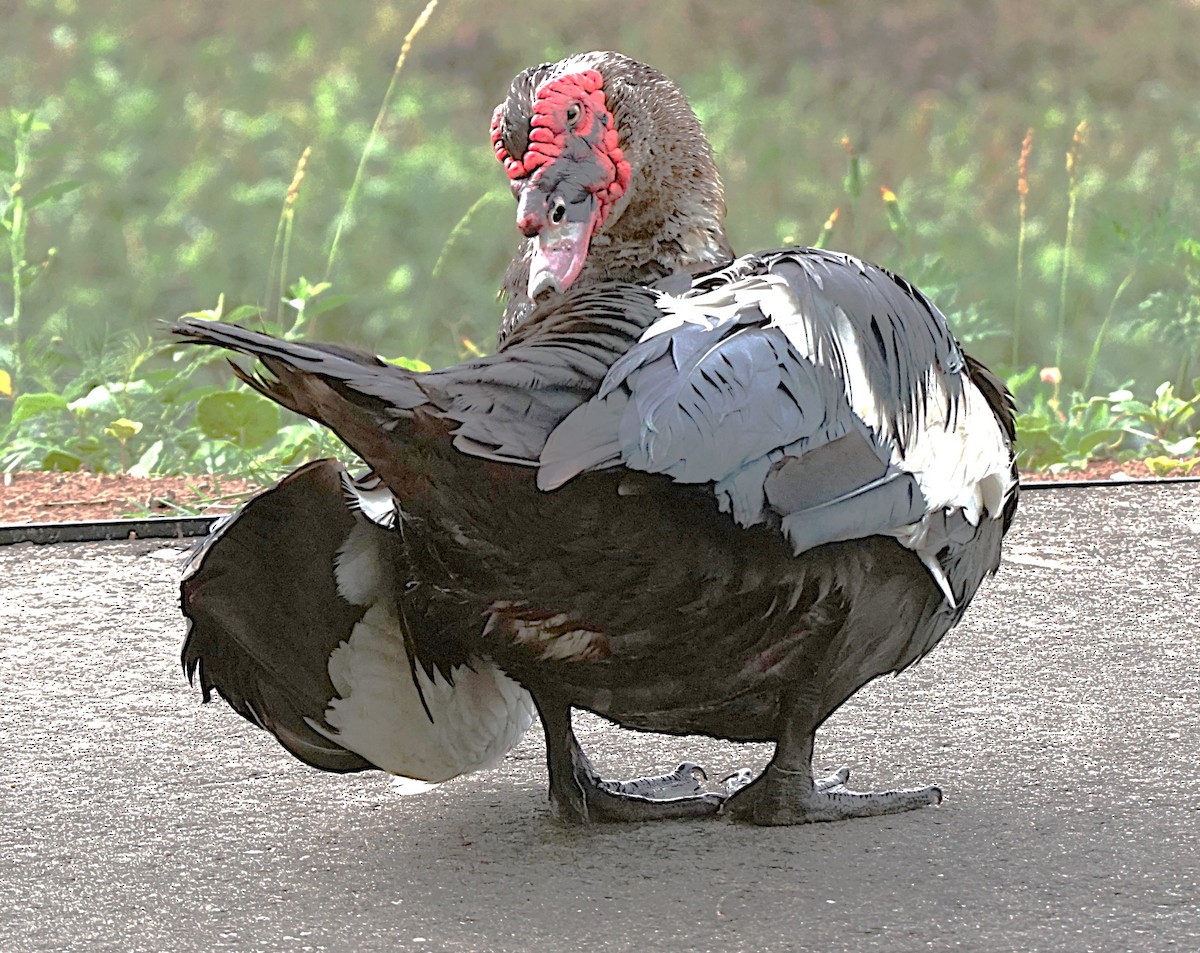 Muscovy Duck (Domestic type) - ML620670145