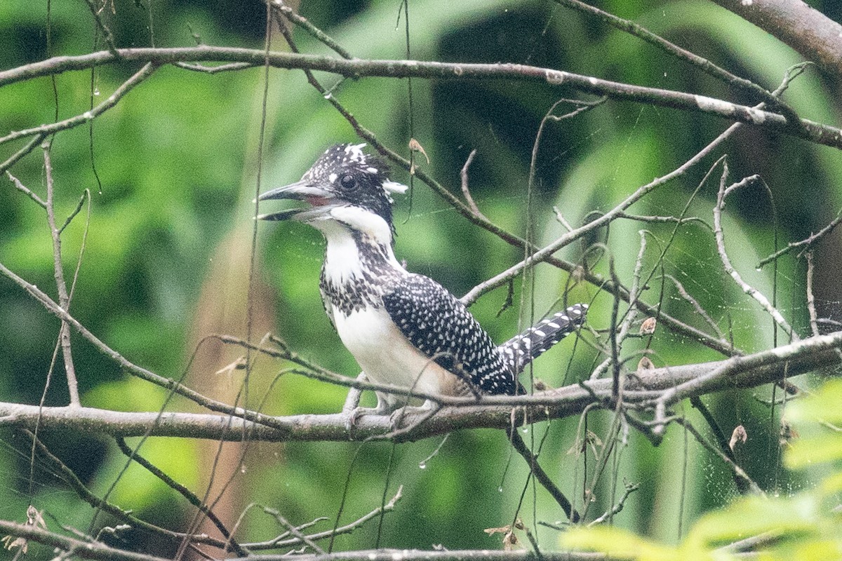 Crested Kingfisher - ML620670154