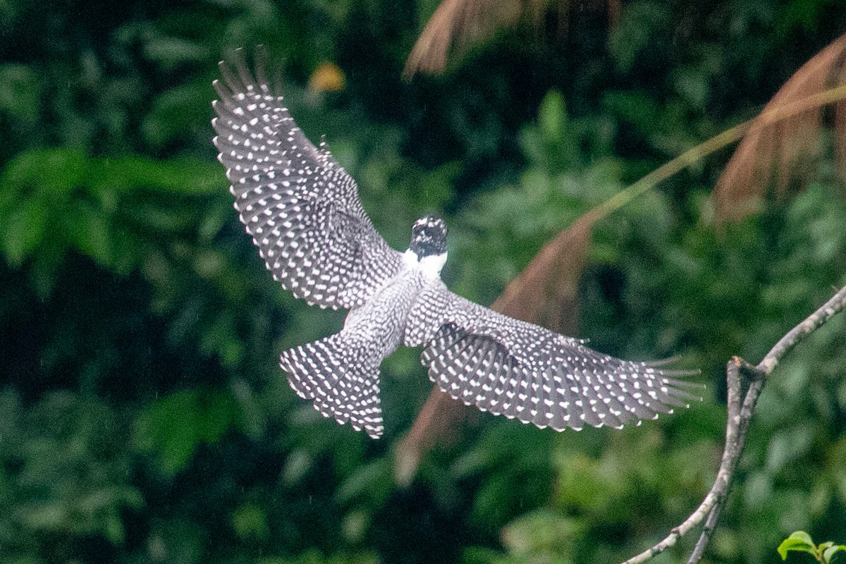 Crested Kingfisher - ML620670156