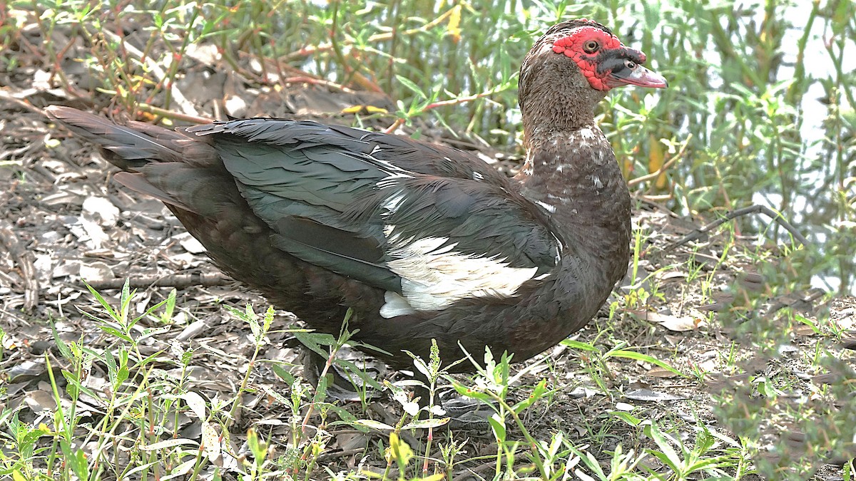 Muscovy Duck (Domestic type) - ML620670157