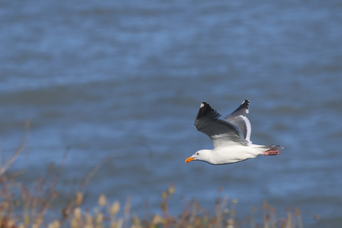 Goéland d'Audubon - ML620670158