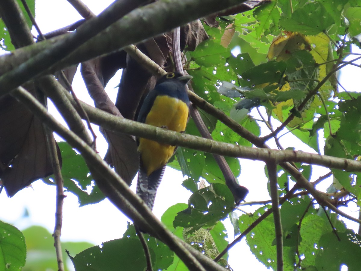 trogon podvazkový - ML620670159