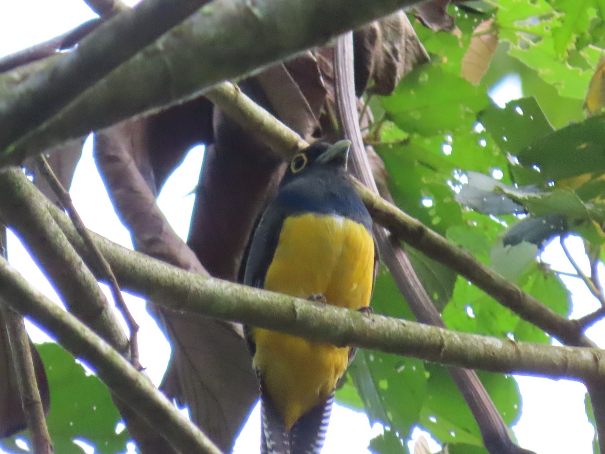 Gartered Trogon - ML620670160