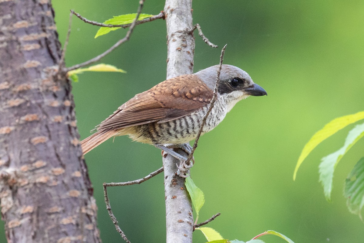 Tiger Shrike - ML620670161