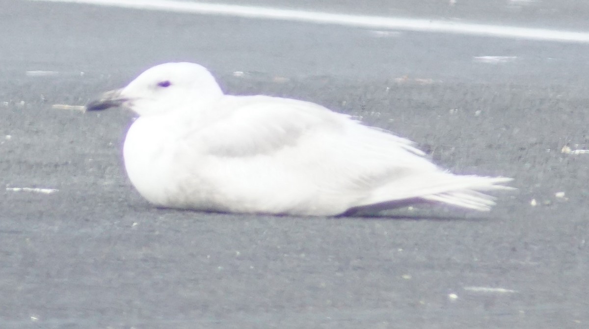 Glaucous-winged Gull - ML620670162