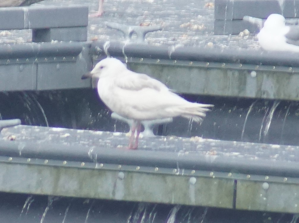 Gaviota de Bering - ML620670163