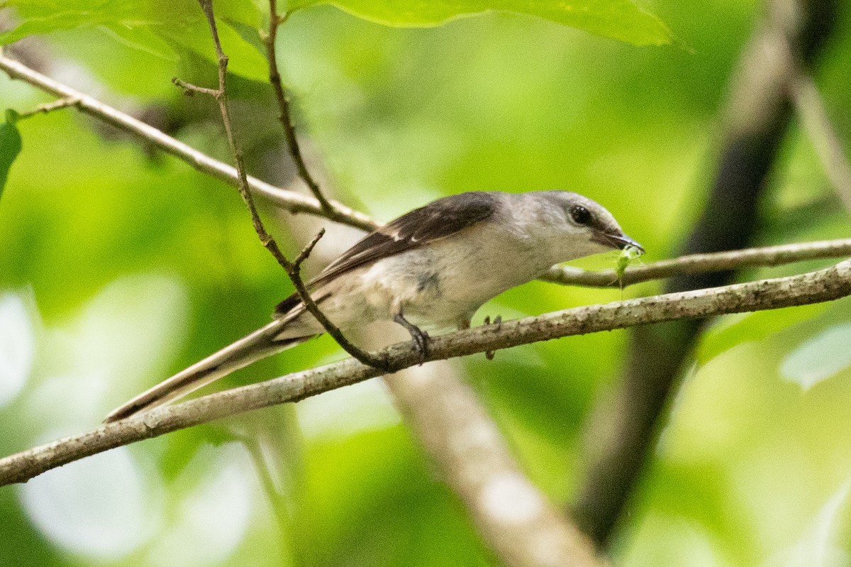 Brown-rumped Minivet - ML620670164