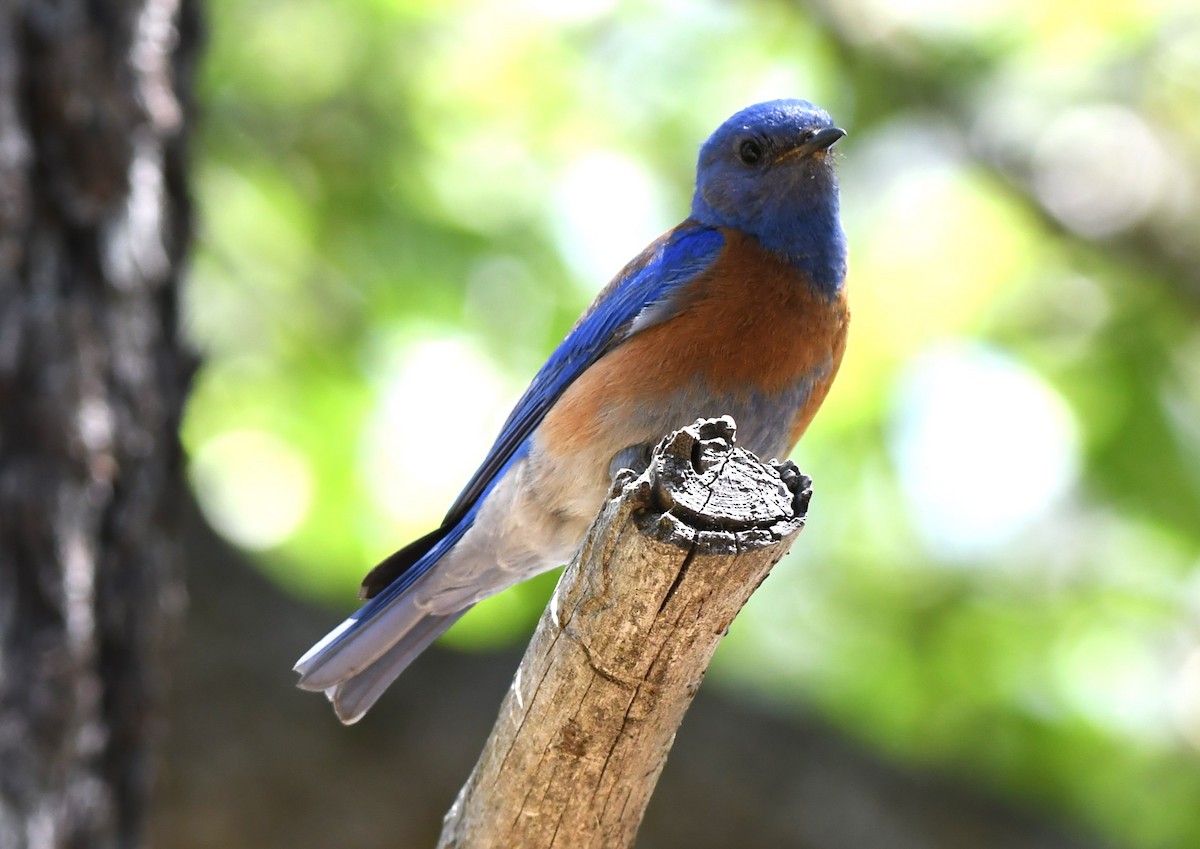 Western Bluebird - ML620670165