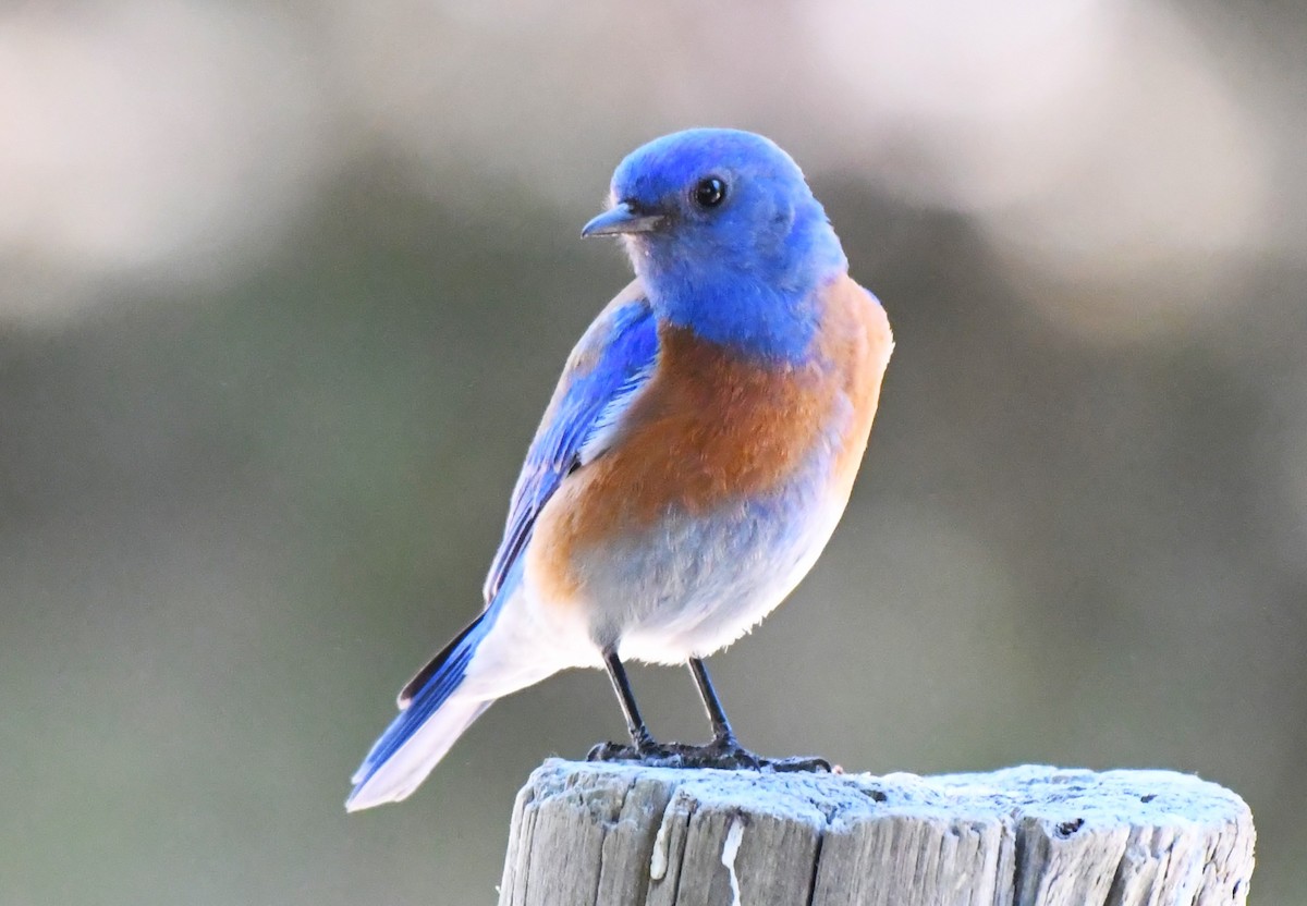 Western Bluebird - ML620670166