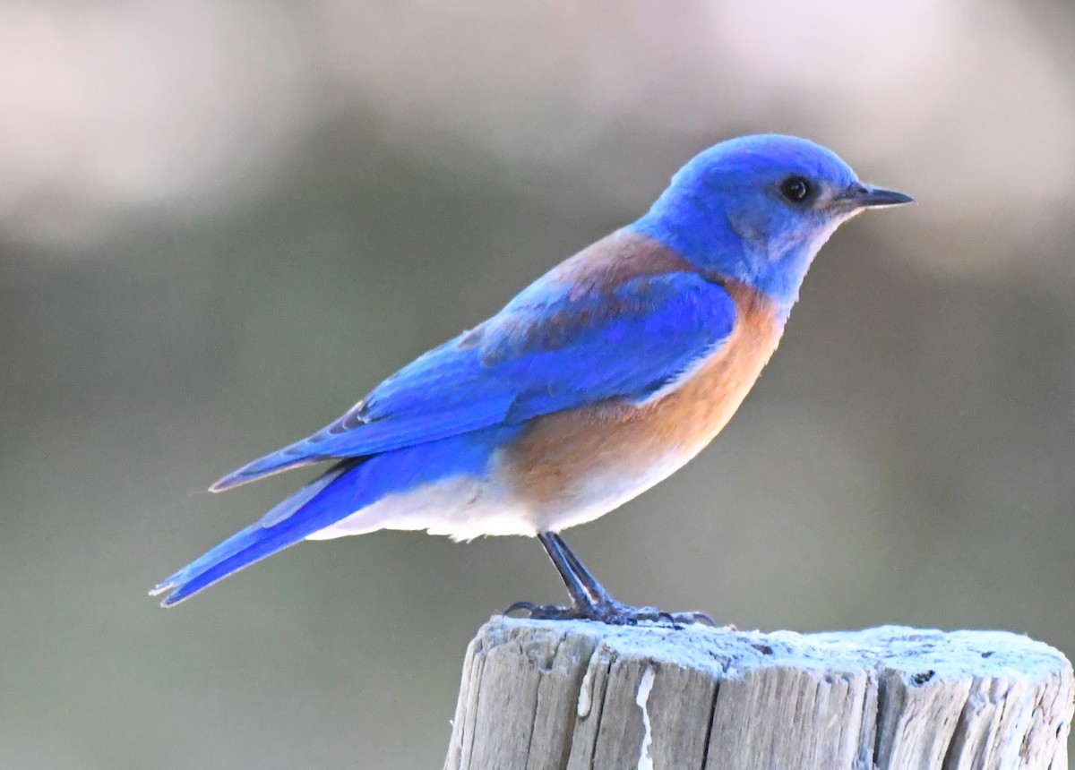 Western Bluebird - ML620670167