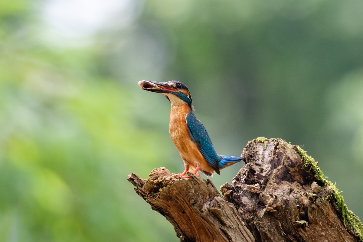 Common Kingfisher (Common) - ML620670169