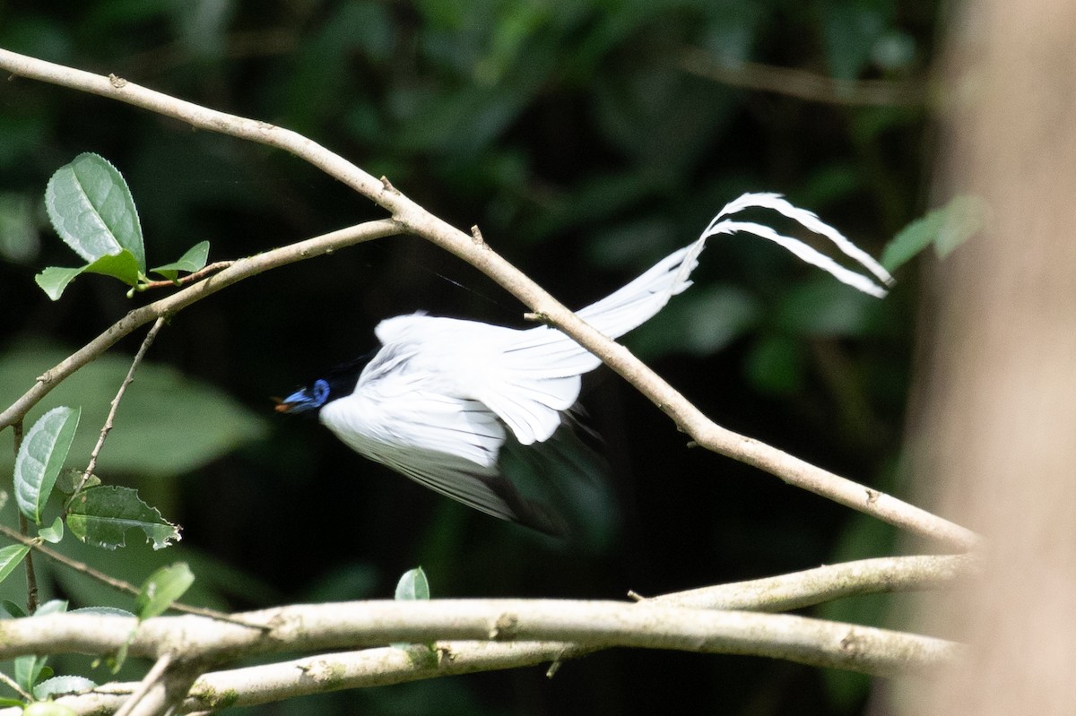 Amur Paradise-Flycatcher - ML620670172