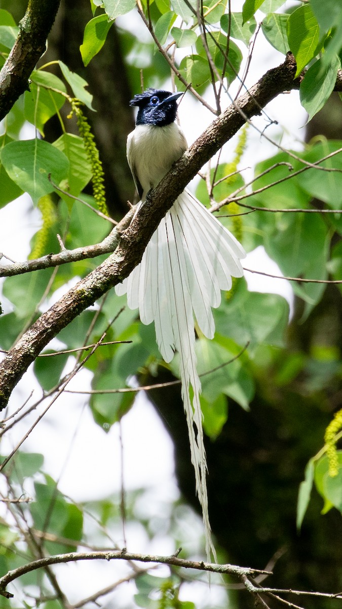 Amur Paradise-Flycatcher - ML620670174