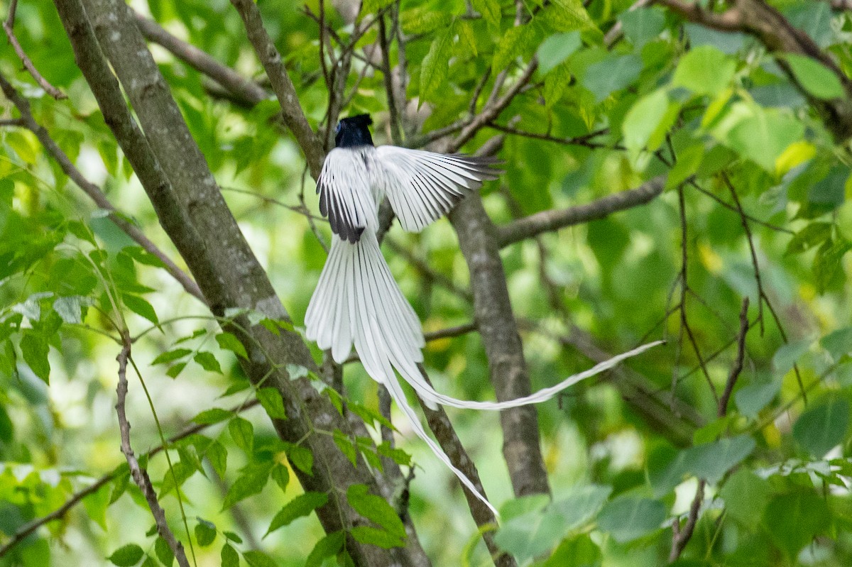 Amur Paradise-Flycatcher - ML620670175