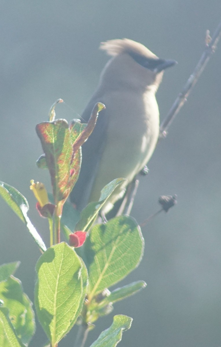 Cedar Waxwing - ML620670177