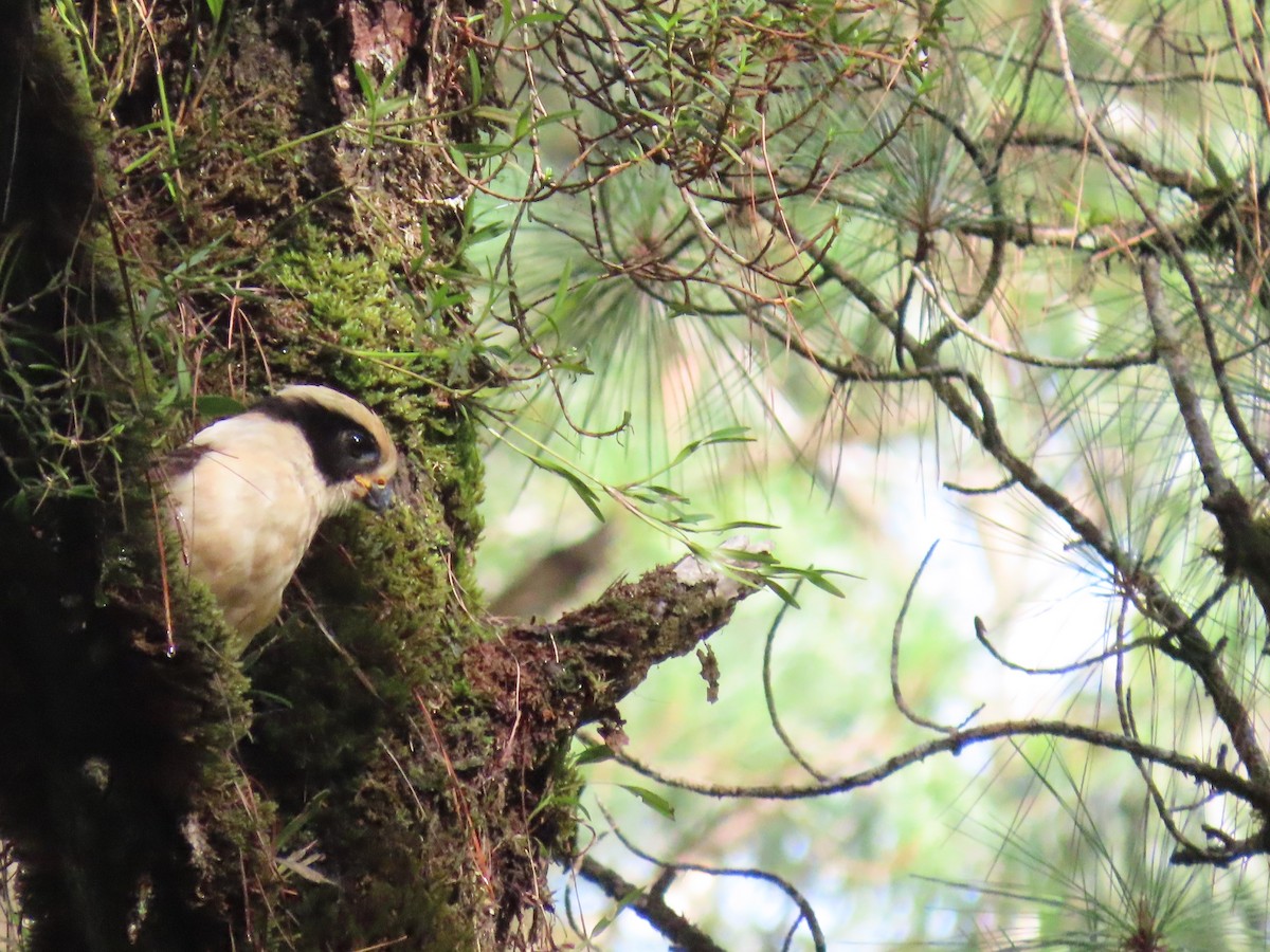 Laughing Falcon - ML620670181