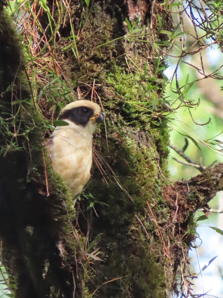 Laughing Falcon - ML620670182