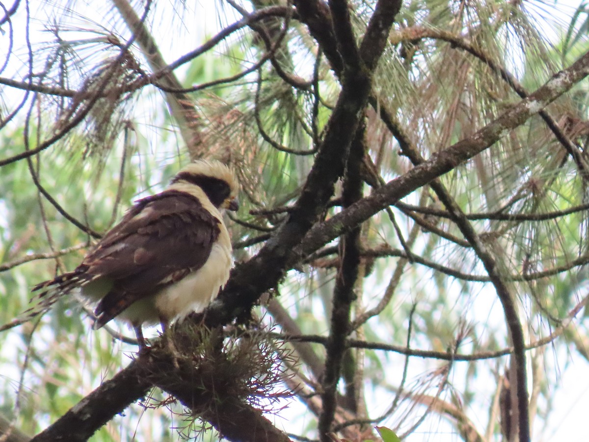 Laughing Falcon - ML620670183