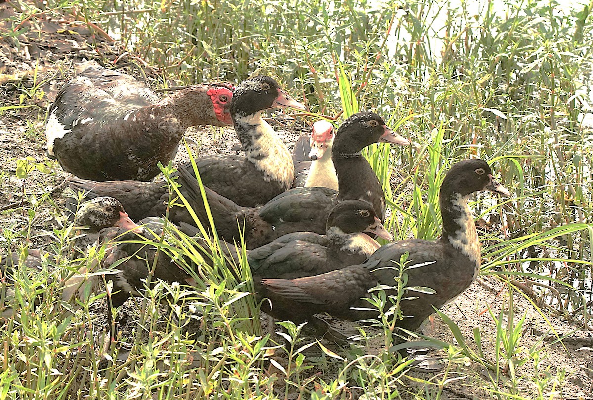 Muscovy Duck x Mallard (hybrid) - ML620670186