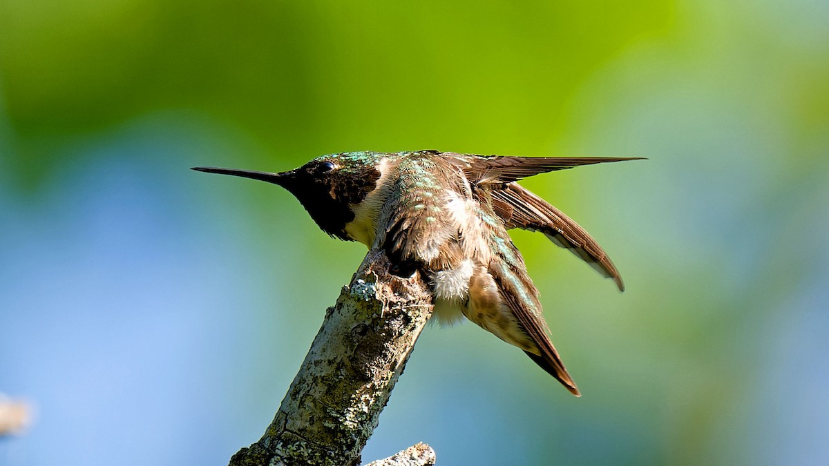 Ruby-throated Hummingbird - ML620670190