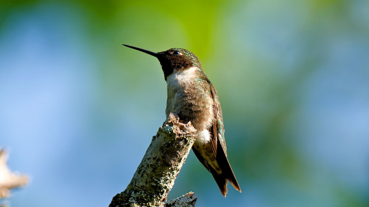 Colibrí Gorjirrubí - ML620670191