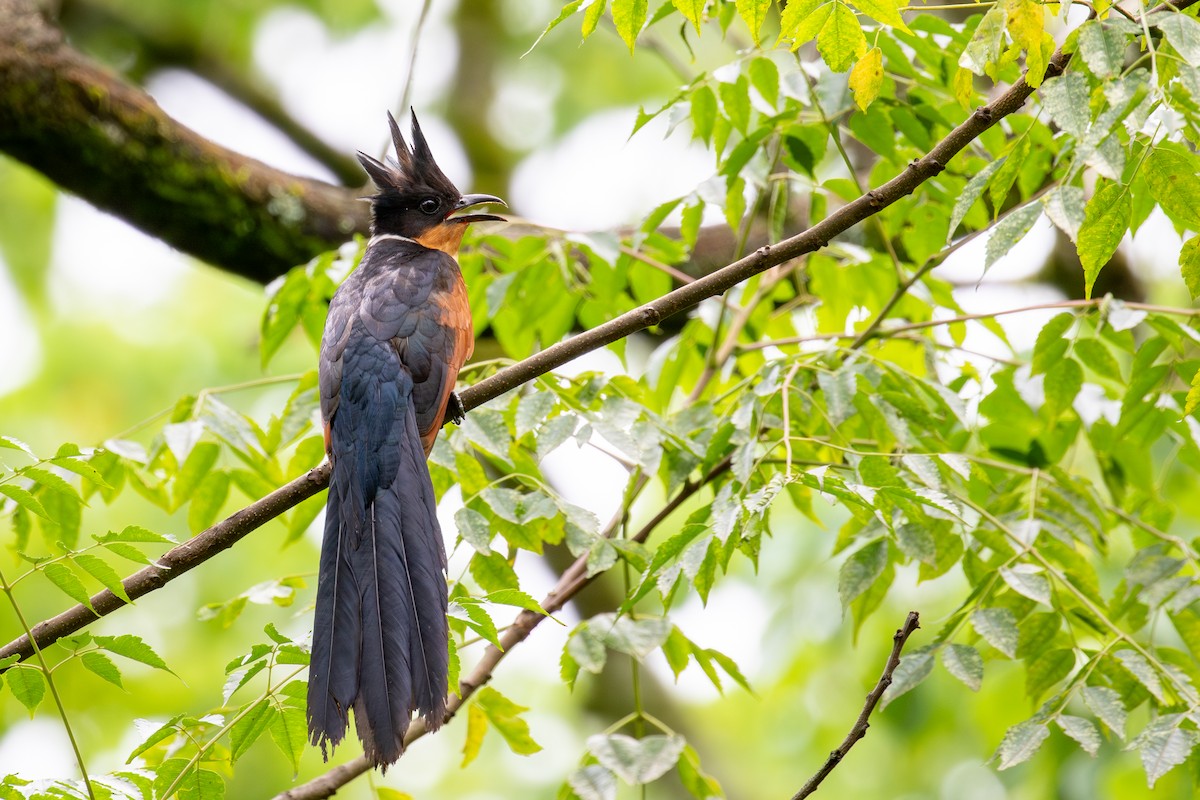 Chestnut-winged Cuckoo - ML620670199