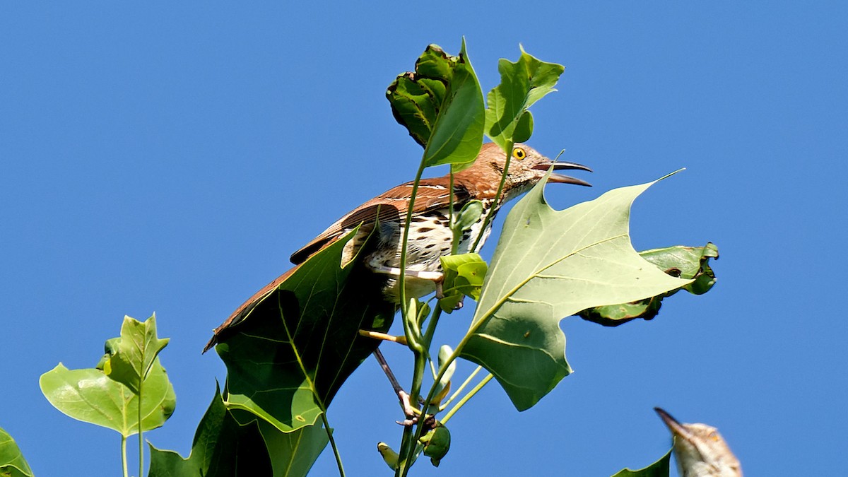 Brown Thrasher - ML620670200