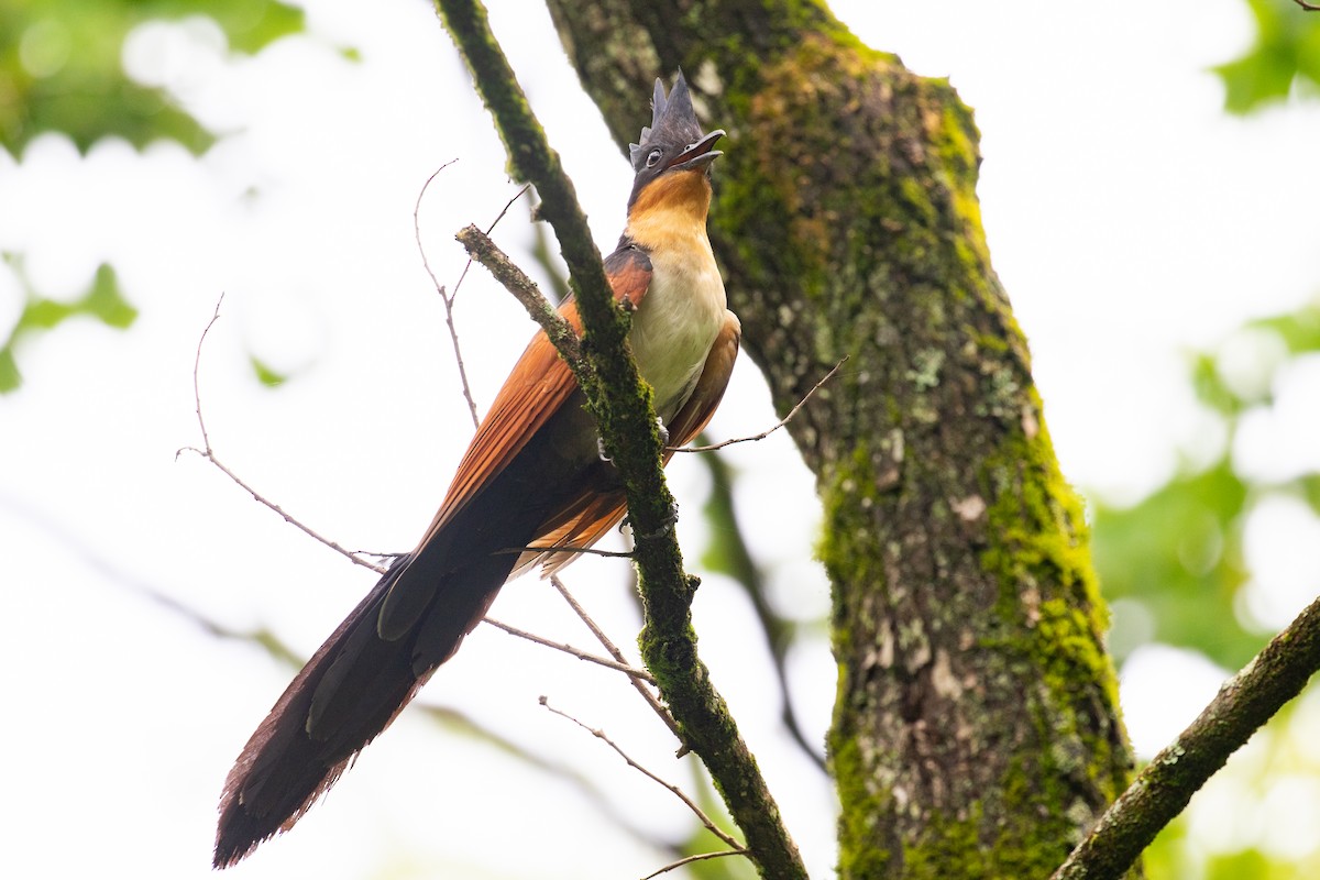 Chestnut-winged Cuckoo - ML620670202