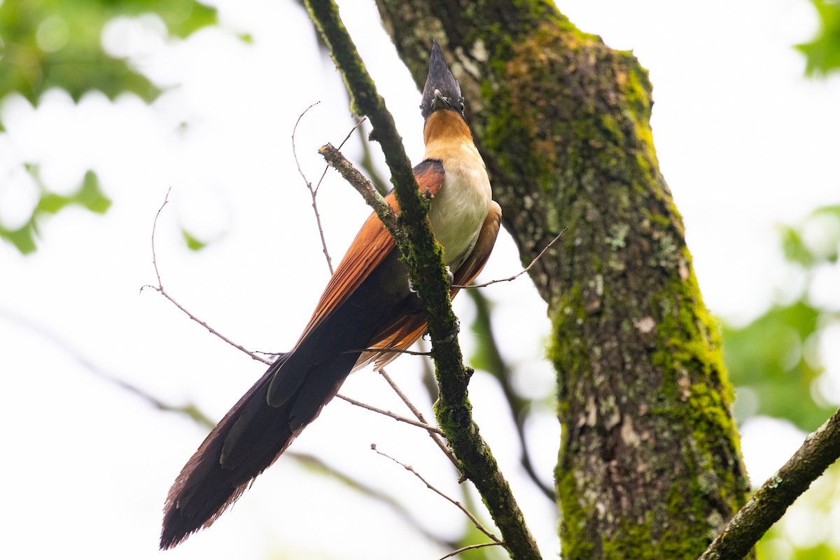 Chestnut-winged Cuckoo - ML620670203