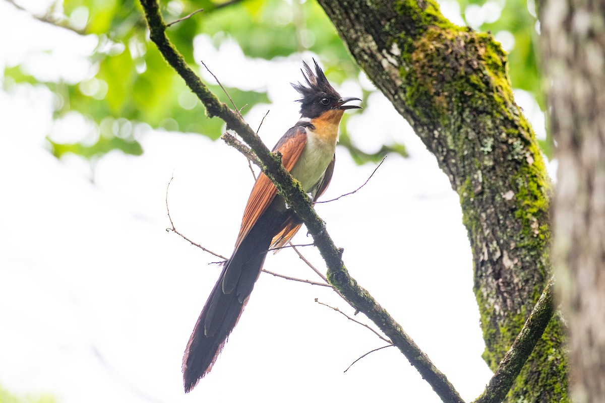 Chestnut-winged Cuckoo - Xiaoni Xu