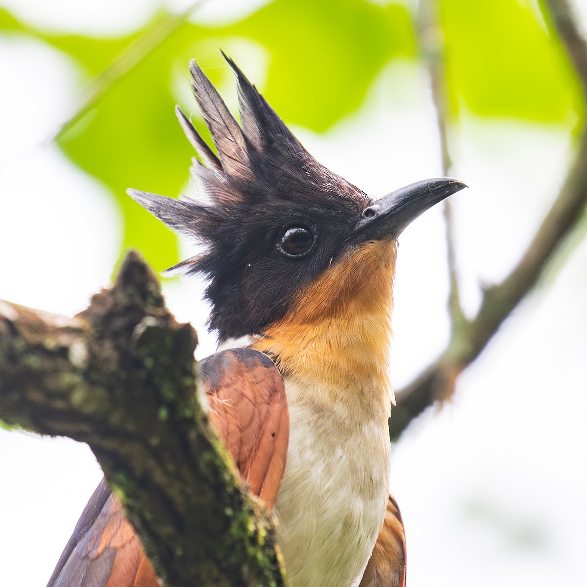 Chestnut-winged Cuckoo - ML620670208