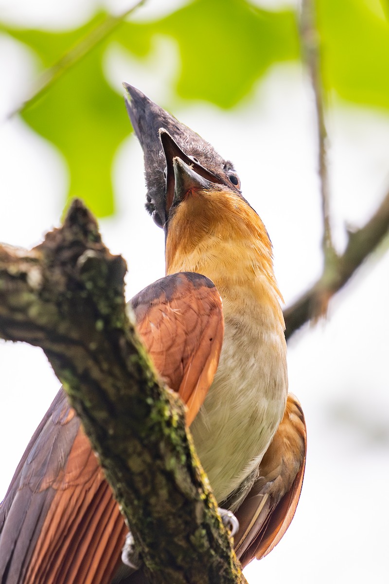 Chestnut-winged Cuckoo - Xiaoni Xu