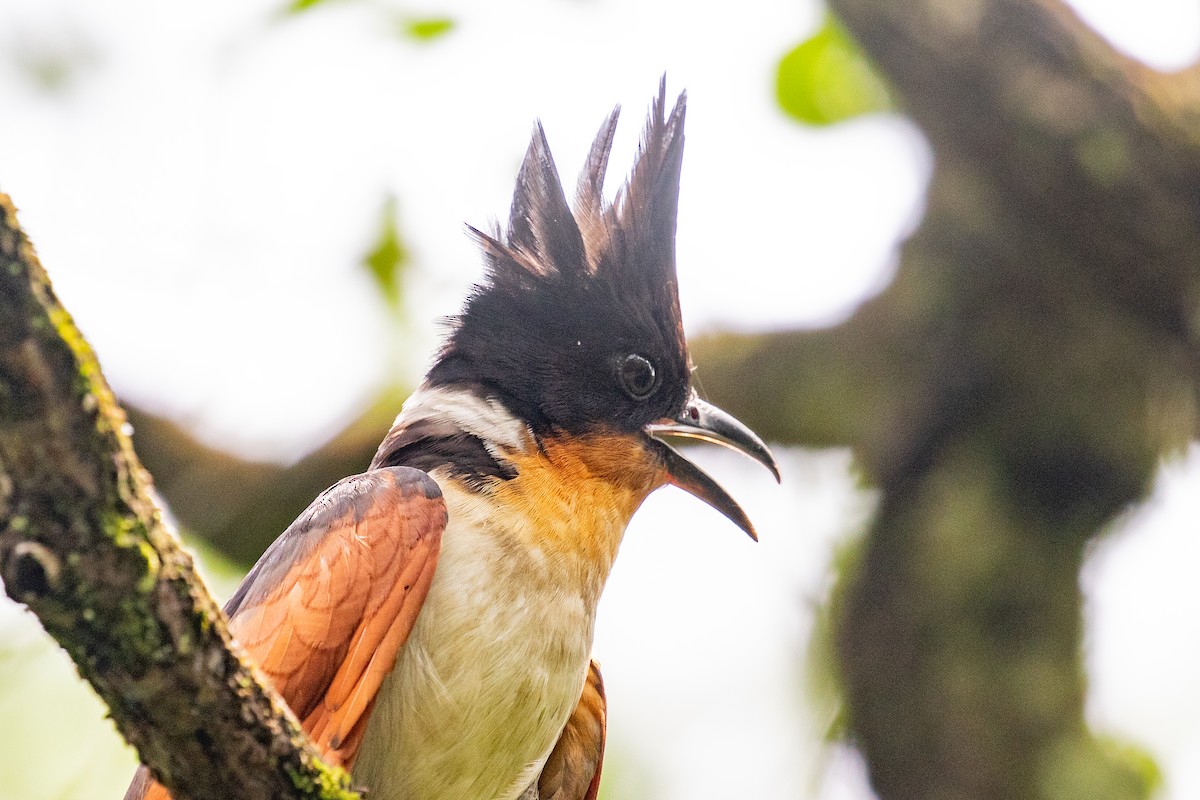 Chestnut-winged Cuckoo - ML620670214