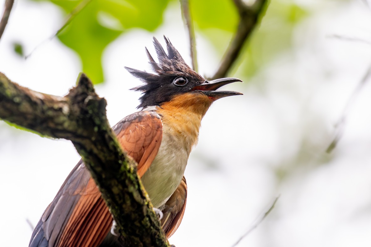 Chestnut-winged Cuckoo - ML620670215