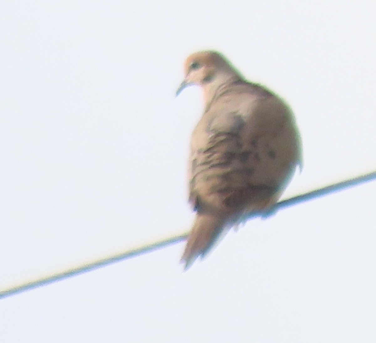 Mourning Dove - ML620670216