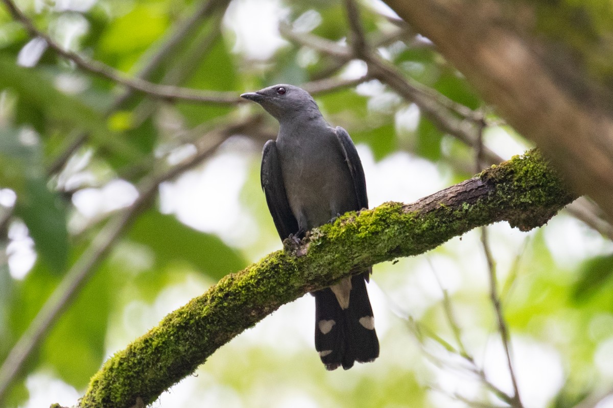 Black-winged Cuckooshrike - ML620670218