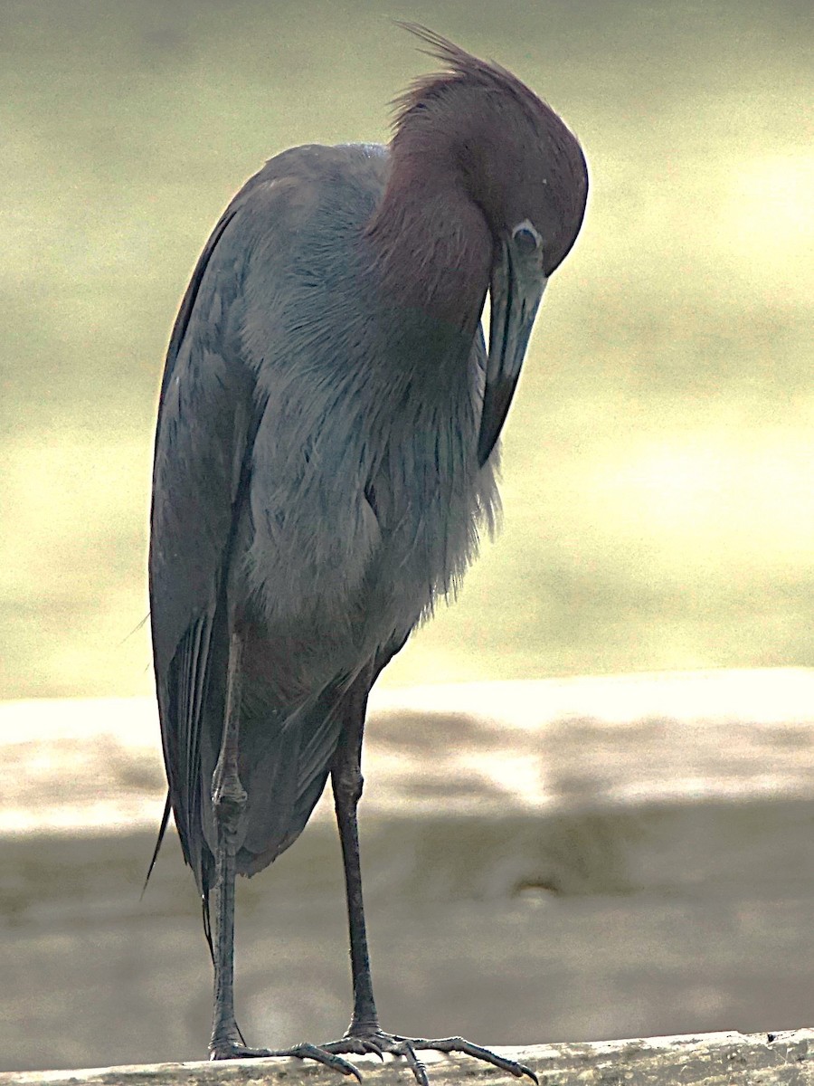 Little Blue Heron - ML620670223