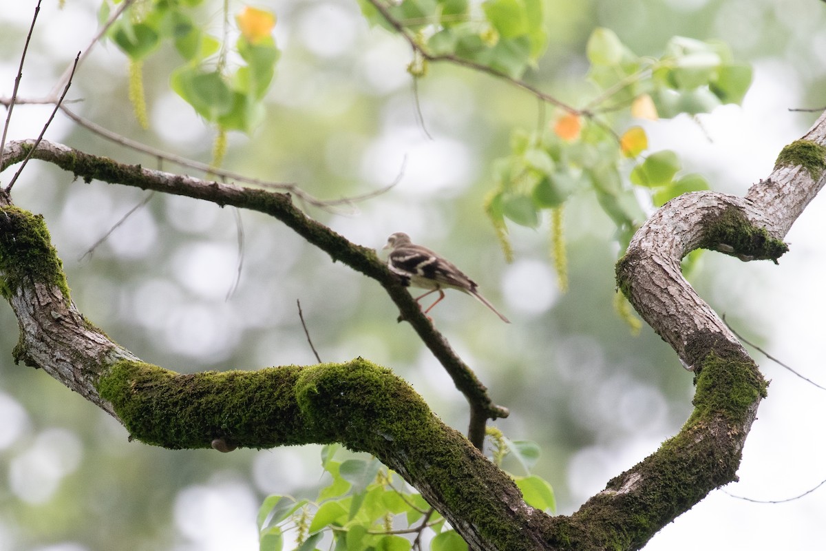 Forest Wagtail - ML620670227