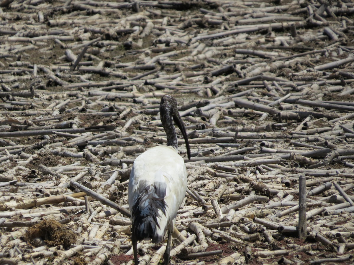 African Sacred Ibis - ML620670229