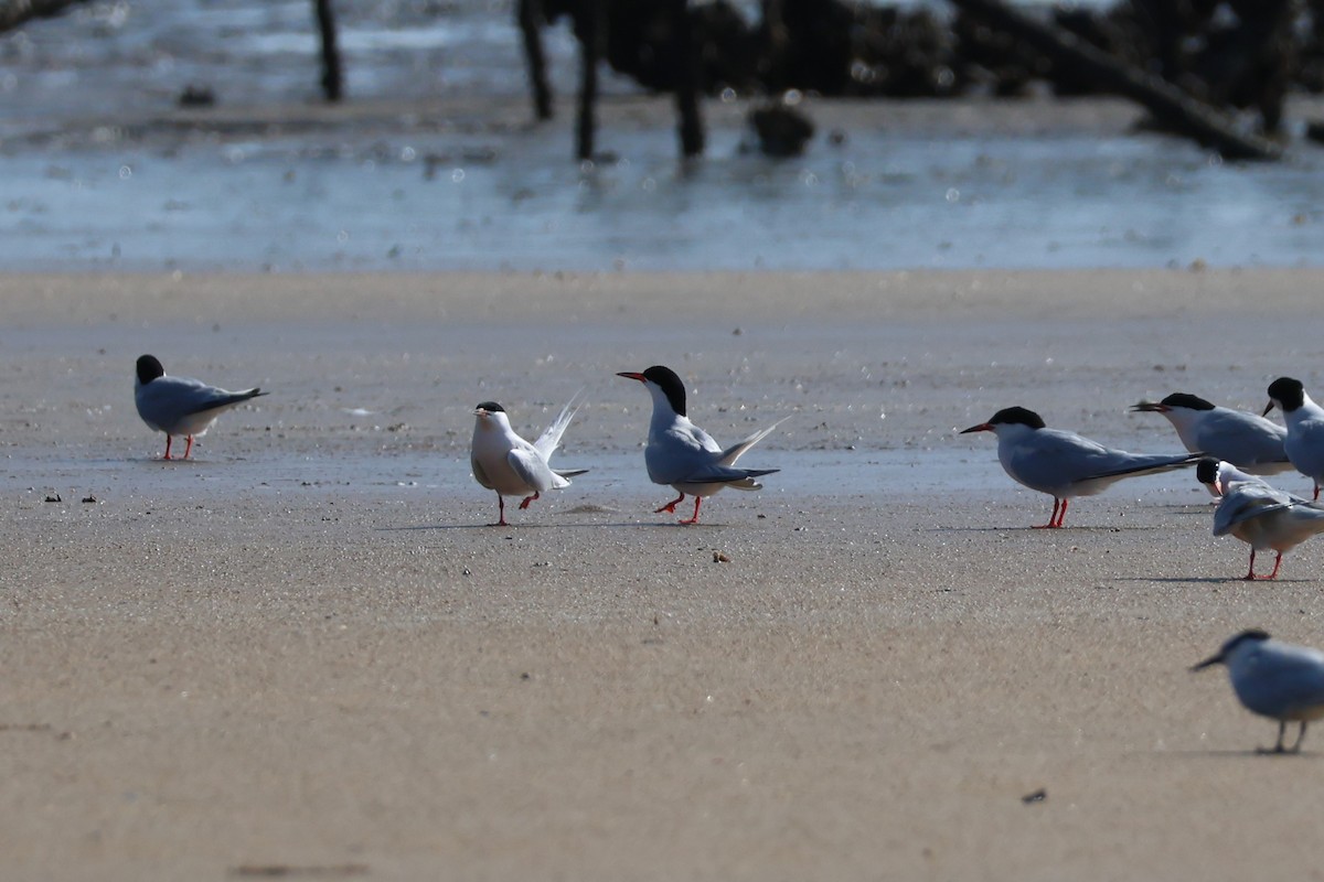 Roseate Tern - ML620670230