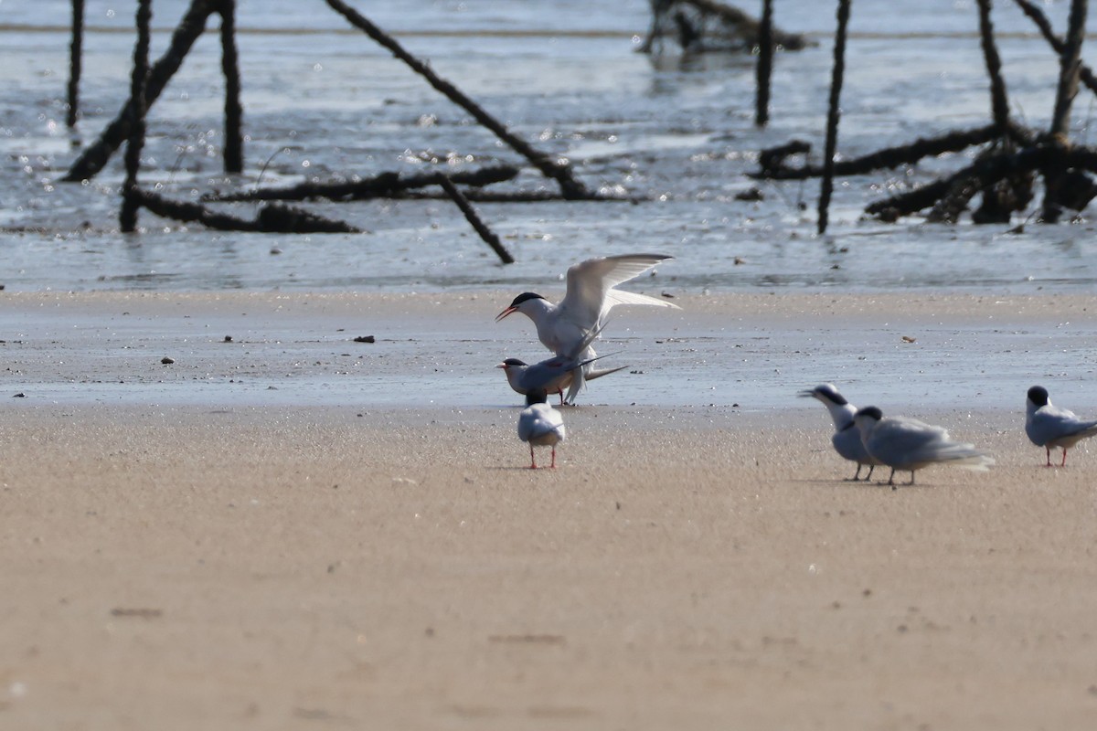 Roseate Tern - ML620670231