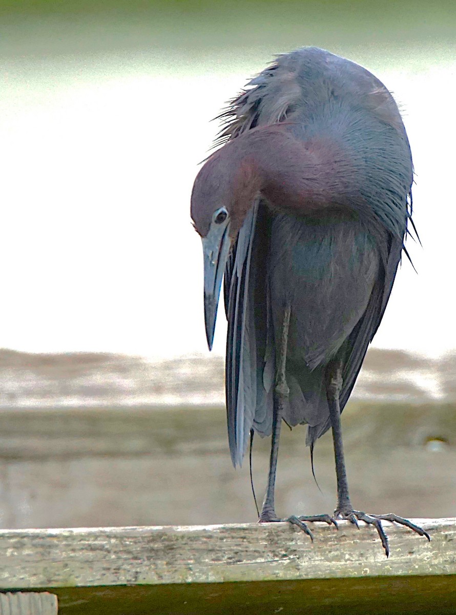 Little Blue Heron - ML620670233