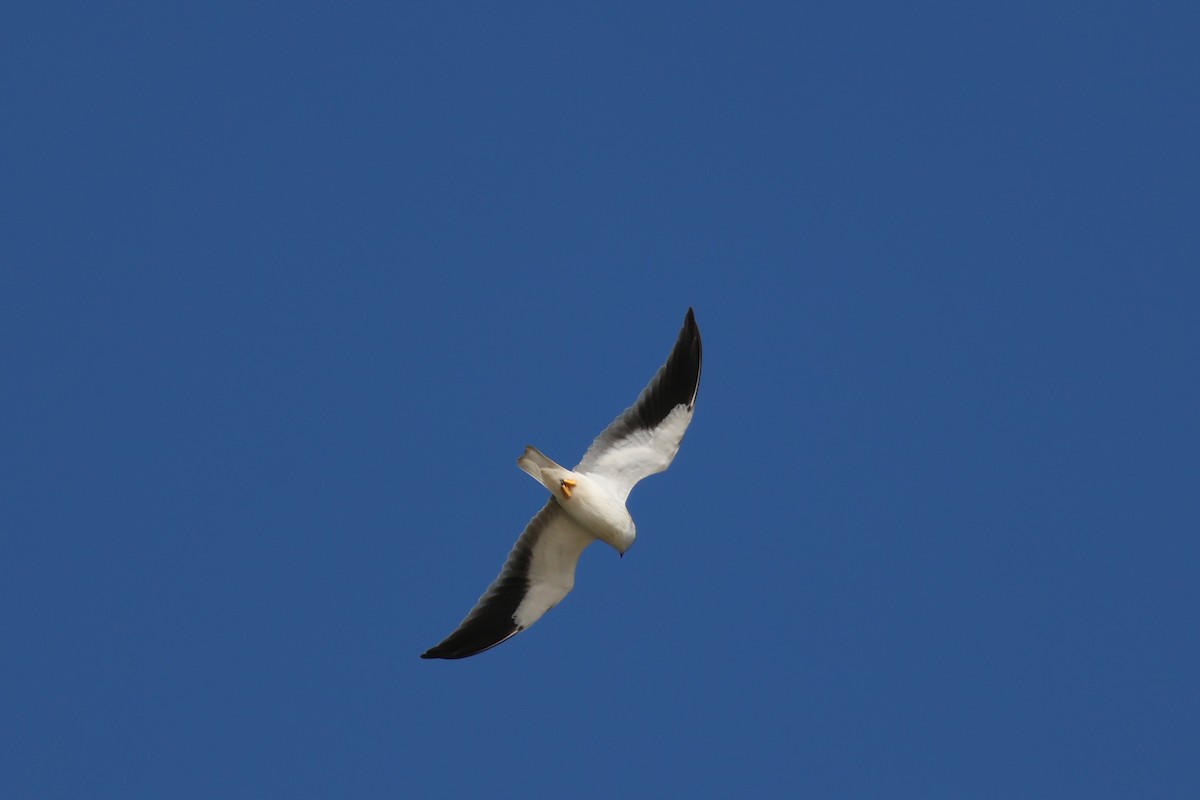 Black-winged Kite - ML620670235