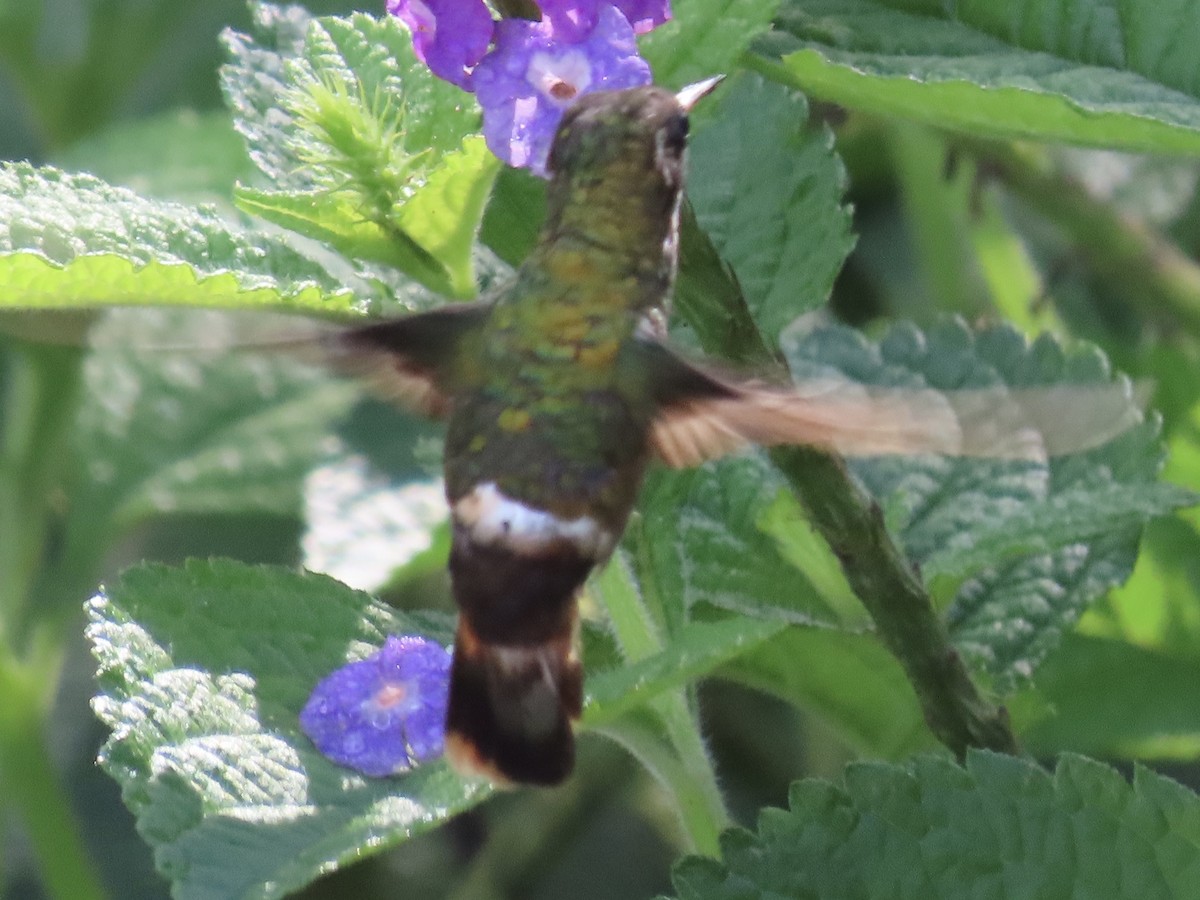 Black-crested Coquette - ML620670239