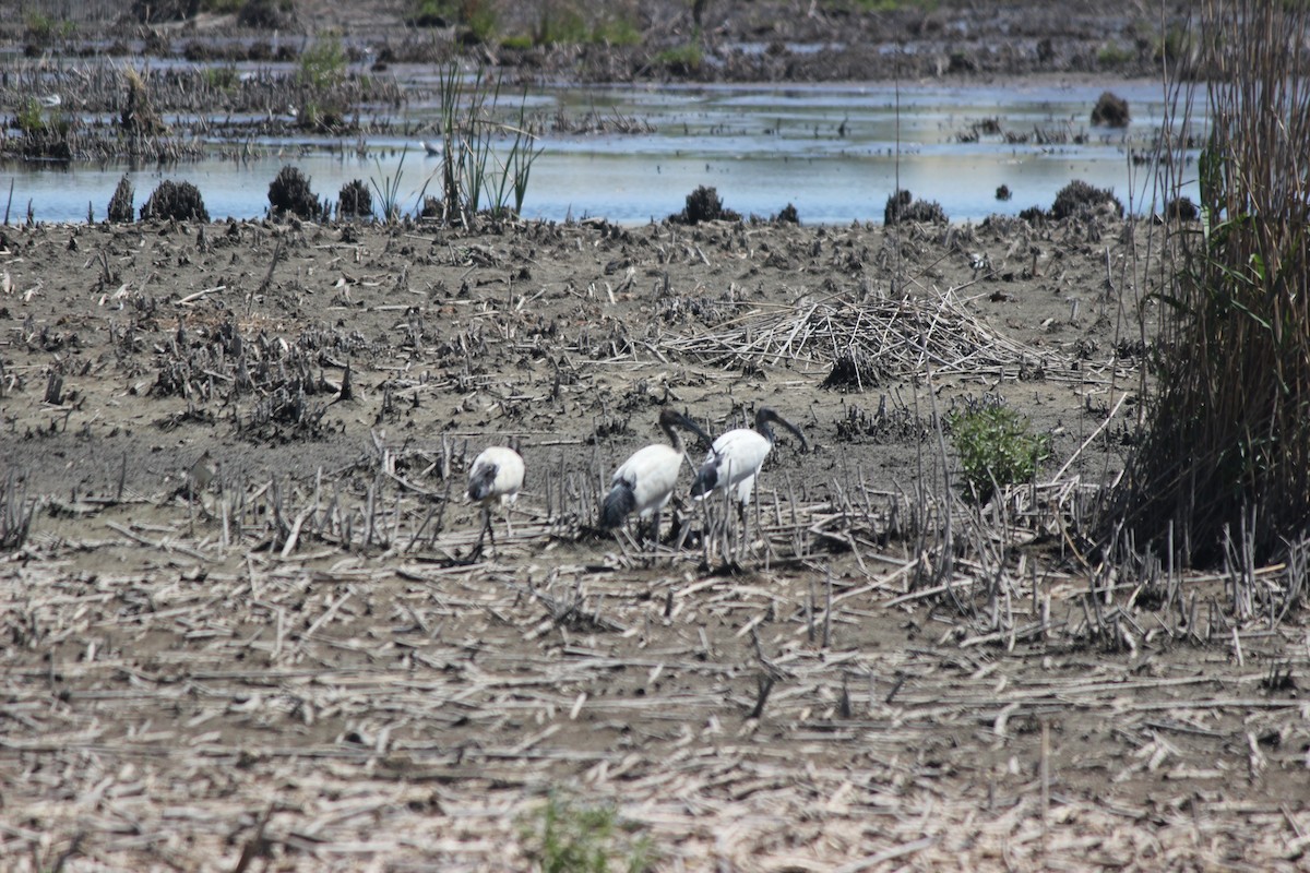 African Sacred Ibis - ML620670240